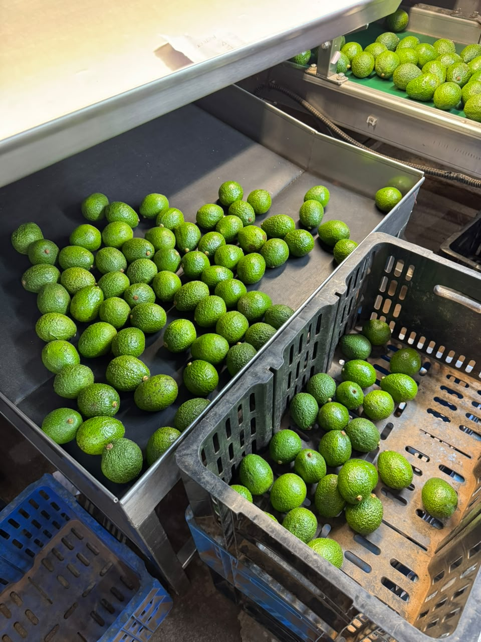 Fresh Avocado from MINTI EXPORTERS LIMITED